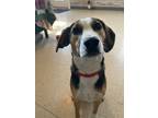 Adopt Frogger a Black Beagle / Australian Shepherd / Mixed (short coat) dog in