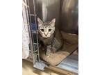Adopt Tula a Brown Tabby Domestic Shorthair / Mixed Breed (Medium) / Mixed
