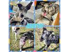 Adopt Tenny aka Murphy a Merle Catahoula Leopard Dog / Mixed dog in Grand Bay