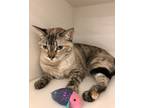 Adopt Fiona a Cream or Ivory Siamese (short coat) cat in West Hills