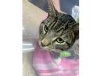 Adopt Caelan a Brown Tabby Domestic Shorthair (short coat) cat in Great Falls