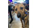 Adopt Buddy a Red/Golden/Orange/Chestnut Labrador Retriever / Mixed dog in