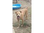 Adopt Annie a Red/Golden/Orange/Chestnut Labrador Retriever / Mixed dog in