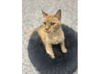 Adopt Honey a Orange or Red Domestic Shorthair / Mixed Breed (Medium) / Mixed
