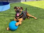 Adopt RUFFLES a Black Rottweiler / Mixed dog in Tustin, CA (41059721)