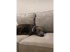 Adopt TASHA a Black Weimaraner / Shar Pei / Mixed dog in Chandler, AZ (39297856)