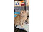 Adopt Stella a Tan or Fawn Tabby Domestic Shorthair (short coat) cat in