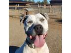 Adopt Rodeo a White - with Gray or Silver American Staffordshire Terrier / Mixed
