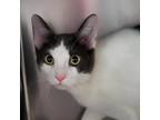 Adopt Alex a Black & White or Tuxedo Sphynx (short coat) cat in Sheridan