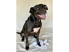 Adopt Liza a Black American Pit Bull Terrier / Mixed dog in Byron, GA (39795208)