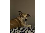 Adopt Georgia a White - with Tan, Yellow or Fawn Carolina Dog / Mixed dog in