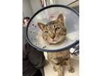 Adopt Sasso a Brown Tabby Domestic Shorthair / Mixed Breed (Medium) / Mixed