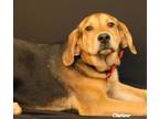 Adopt Owen a Black - with Tan, Yellow or Fawn Anatolian Shepherd / Treeing