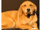 Adopt Rosco a Red/Golden/Orange/Chestnut Anatolian Shepherd / Treeing Walker