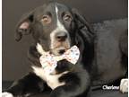 Adopt Klod a Black - with White Australian Shepherd / Shepherd (Unknown Type) /