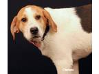 Adopt Amelia a Tricolor (Tan/Brown & Black & White) Anatolian Shepherd / Treeing