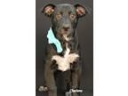 Adopt Fern Grouchwood a Black - with White Australian Shepherd / Shepherd
