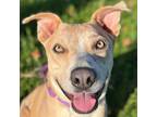 Adopt Cinnabon a Tan/Yellow/Fawn Labrador Retriever / Mixed Breed (Medium) /