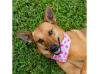 Adopt Kona a Tan/Yellow/Fawn German Shepherd Dog / Mixed Breed (Medium) / Mixed