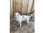Adopt Watson a White Westie, West Highland White Terrier / Jack Russell Terrier