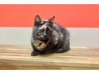 Adopt Candy a Brown Tabby Domestic Shorthair / Mixed Breed (Medium) / Mixed