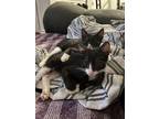 Adopt Dimitri and Mittens a Black & White or Tuxedo American Shorthair / Mixed