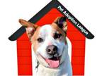 Adopt Charlie Brown - Adoption Sponsored! a Brindle - with White Sheltie