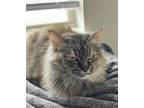 Adopt Biscuits a Tortoiseshell Tabby (medium coat) cat in Waxahachie
