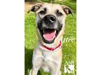 Adopt Astro a Black Mouth Cur / Shepherd (Unknown Type) / Mixed dog in Magnolia