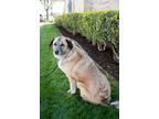 Adopt Libby a Belgian Malinois / Great Pyrenees / Mixed dog in Highland Village