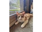 Adopt Birdie a Domestic Mediumhair / Mixed (short coat) cat in Fulton