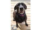 Adopt Virginia a Labrador Retriever / Mixed Breed (Medium) / Mixed dog in St