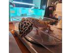 Adopt Rango a Gecko reptile, amphibian, and/or fish in Cincinnati, OH (41060373)