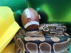 Adopt Toto a Snake reptile, amphibian, and/or fish in Cincinnati, OH (41060371)