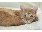 Adopt Marshal a Orange or Red Domestic Shorthair / Mixed (short coat) cat in