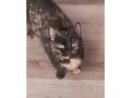Adopt Franchesca a Black (Mostly) Domestic Shorthair (short coat) cat in