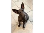 Adopt Tiff a Gray/Silver/Salt & Pepper - with White Dutch Shepherd / Labrador