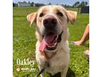Adopt Oakley a Golden Retriever / Labrador Retriever dog in Council Bluffs