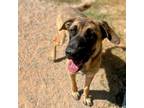 Adopt Stella a English Mastiff dog in Vail, AZ (40441914)