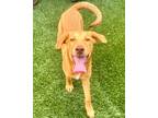 Adopt Clare-Adoption Fee Grant Eligible! a Catahoula Leopard Dog / Coonhound /