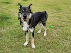Adopt Lulu a Tan/Yellow/Fawn - with Black Schnauzer (Miniature) / Terrier
