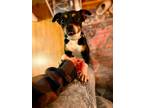 Adopt Calista a Black - with White Rat Terrier / Mixed dog in Edmonds