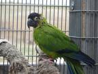 Adopt Jackson a Conure bird in Elizabeth, CO (38293851)