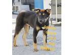 Adopt Ashley a Black - with Tan, Yellow or Fawn Jindo / Mixed dog in Duluth