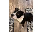Adopt Rexi a White - with Black American Staffordshire Terrier / Mixed dog in