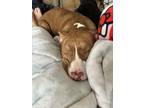 Adopt Ruby a Tricolor (Tan/Brown & Black & White) American Pit Bull Terrier /