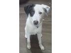 Adopt Jimmy a White - with Black Australian Cattle Dog / Labrador Retriever /