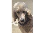Adopt Winnie a White Poodle (Standard) / Mixed dog in Alta Loma, CA (40445089)