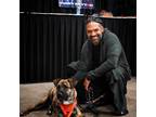 Adopt Lemmy a Brindle Labrador Retriever / Staffordshire Bull Terrier / Mixed