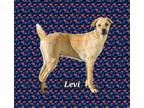 Adopt Levi a Tan/Yellow/Fawn Pug / Staffordshire Bull Terrier / Mixed dog in